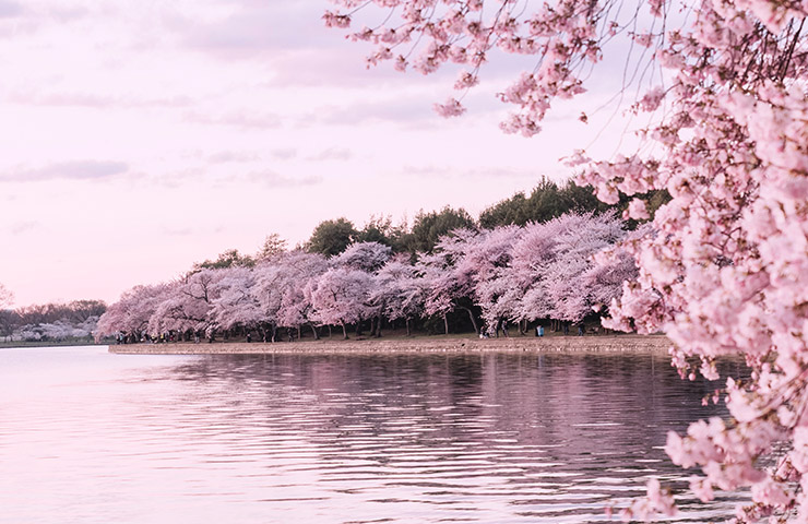 ピンクの桜の木々