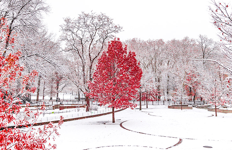 真っ白の雪景色に赤の木々