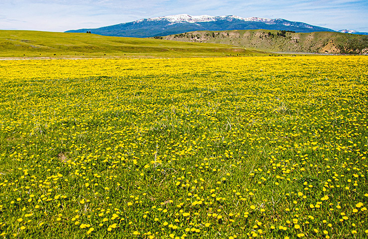 真っ黄色の花畑と山
