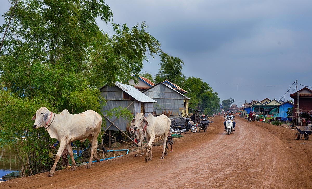 カンボジアの農村と牛たち