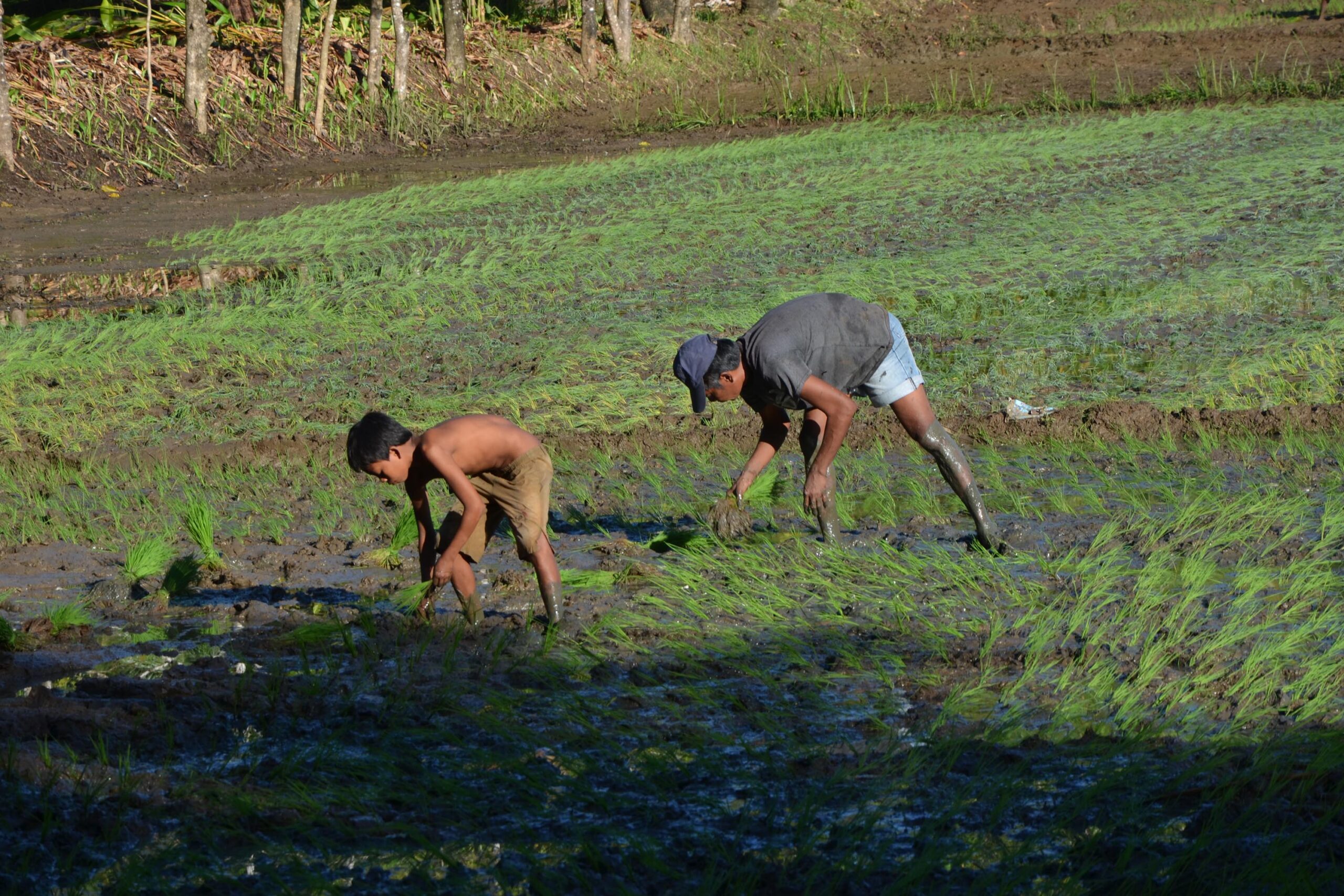 フィリピン人農家