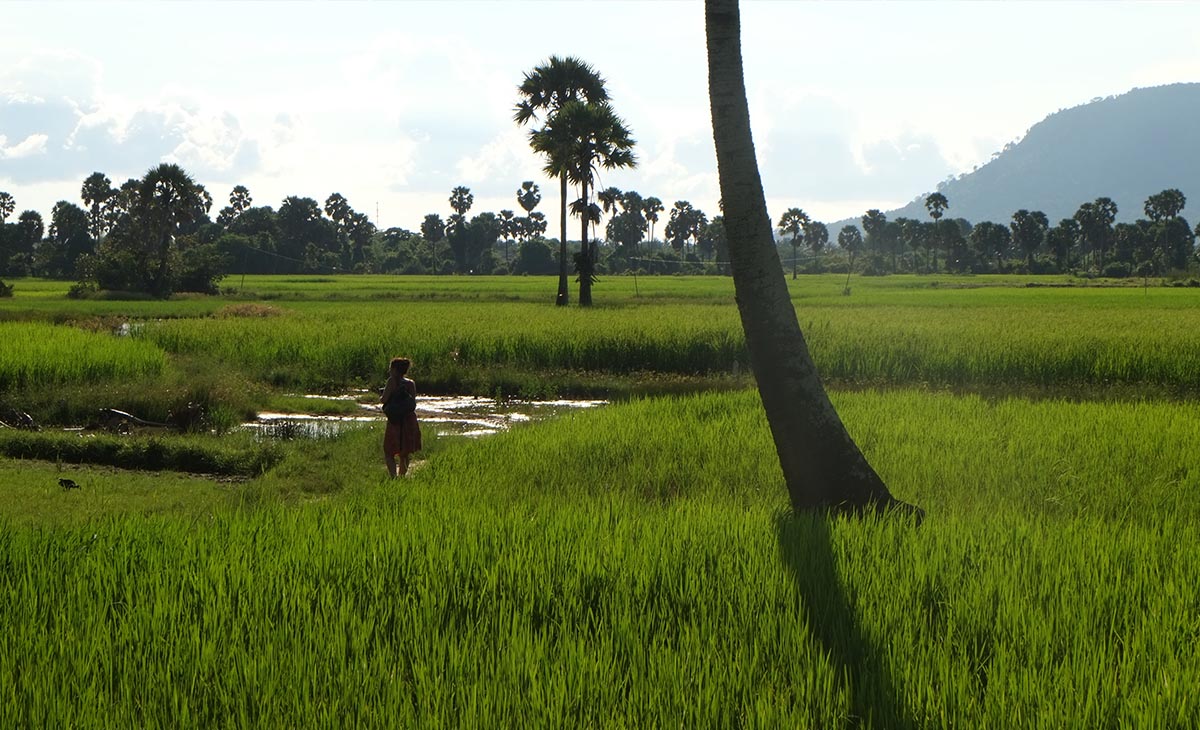 カンボジアの水田