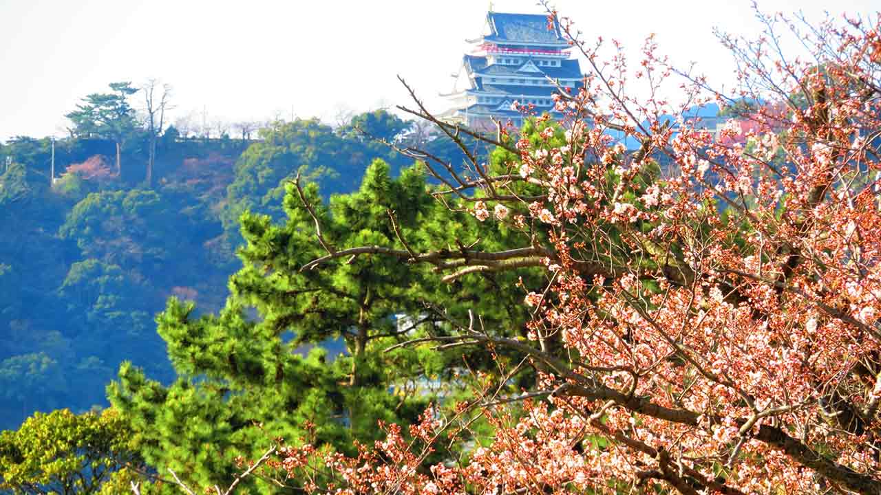 熱海城と桜