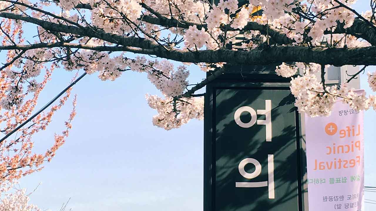 桜の木と韓国語