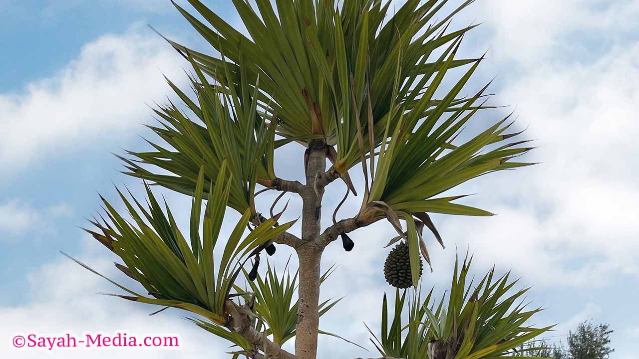 沖縄の万座ビーチにあったアダンの木
